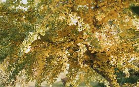 Cogumelos Montanhes